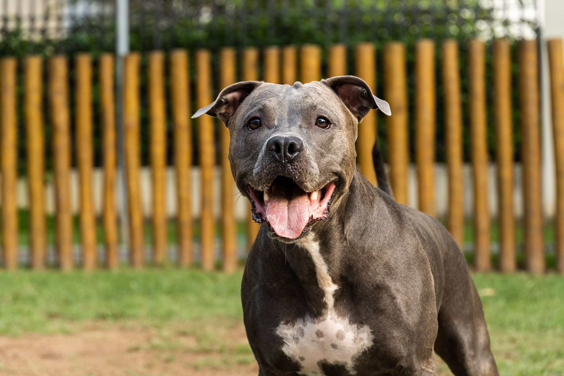  A standard size black pit  bull is smiling with his tongue out 