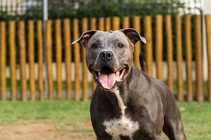 A standard size black pit  bull is smiling with his tongue out