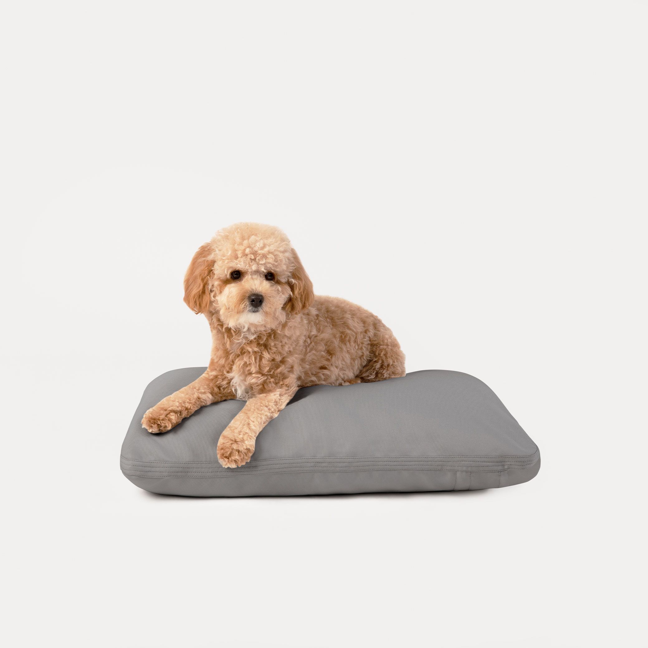 A golden brown colored dog lying on top of Diggs Pillo in Grey.
