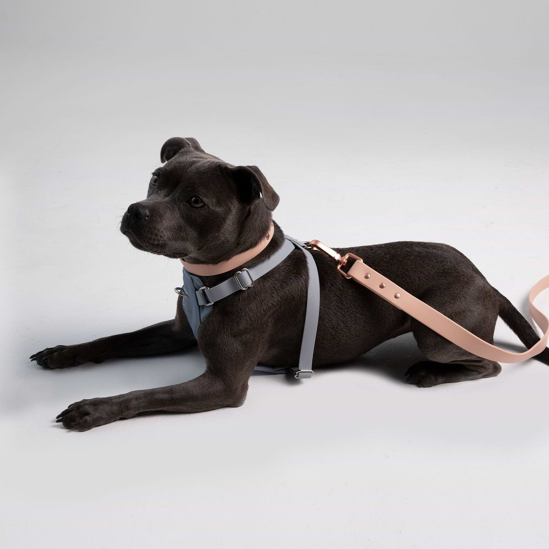  a brown dog with a blush leash and slate harness laying on the ground 