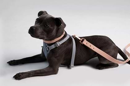 Harness Dog Small Colormix Side Grey Blush 2