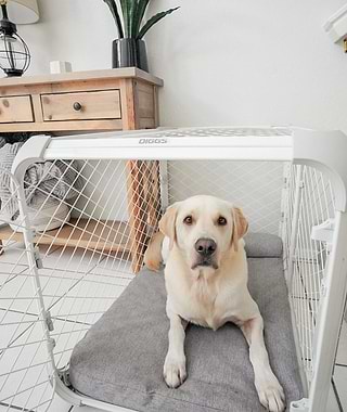 Yellow lab in Evolv dog crate with Bolstr bed in a kitchen