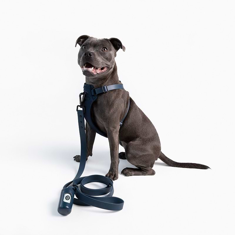 a brown dog wearing a navy harness walk set sitting on a white background