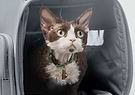 A brown and white cat sitting inside of a Passenger Pet Carrier bag