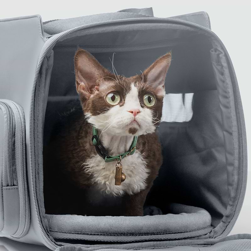 A brown and white cat sitting inside of a Passenger Pet Carrier bag