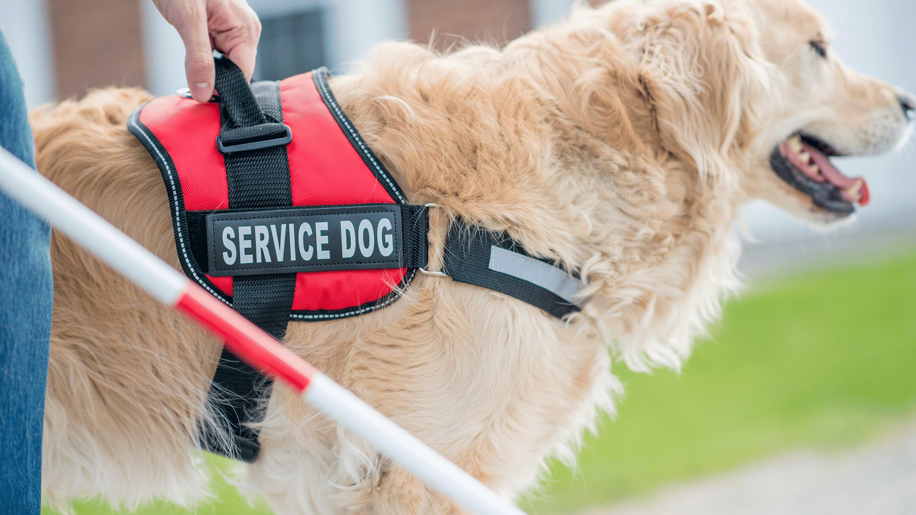  a dog wearing a service dog vest on a leash 