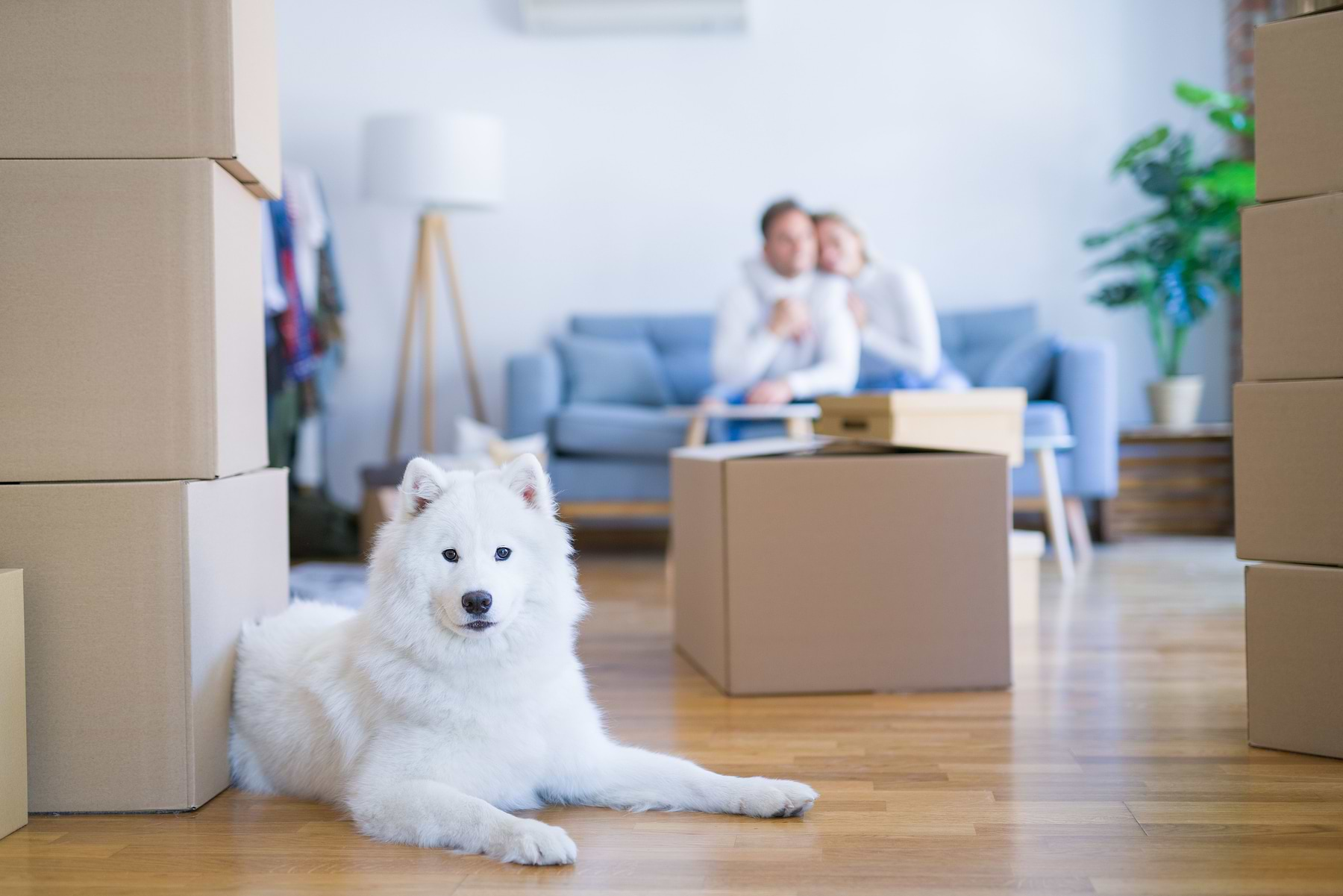  In a living room setup the owners from far sitting on the couch, while the white dog is sitting on the floor next to the packages/boxes. 