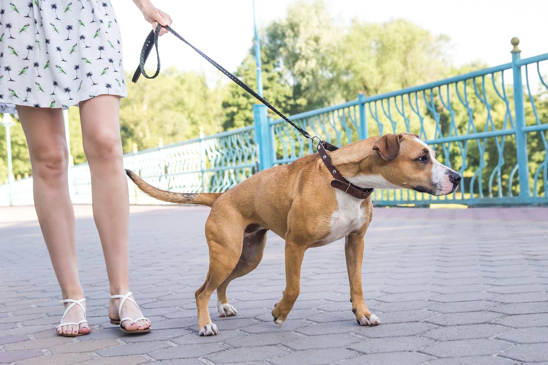  Female pet guardian is walking a medium sized brown dog. The dog is wearing a collar that is attached to a leash. 