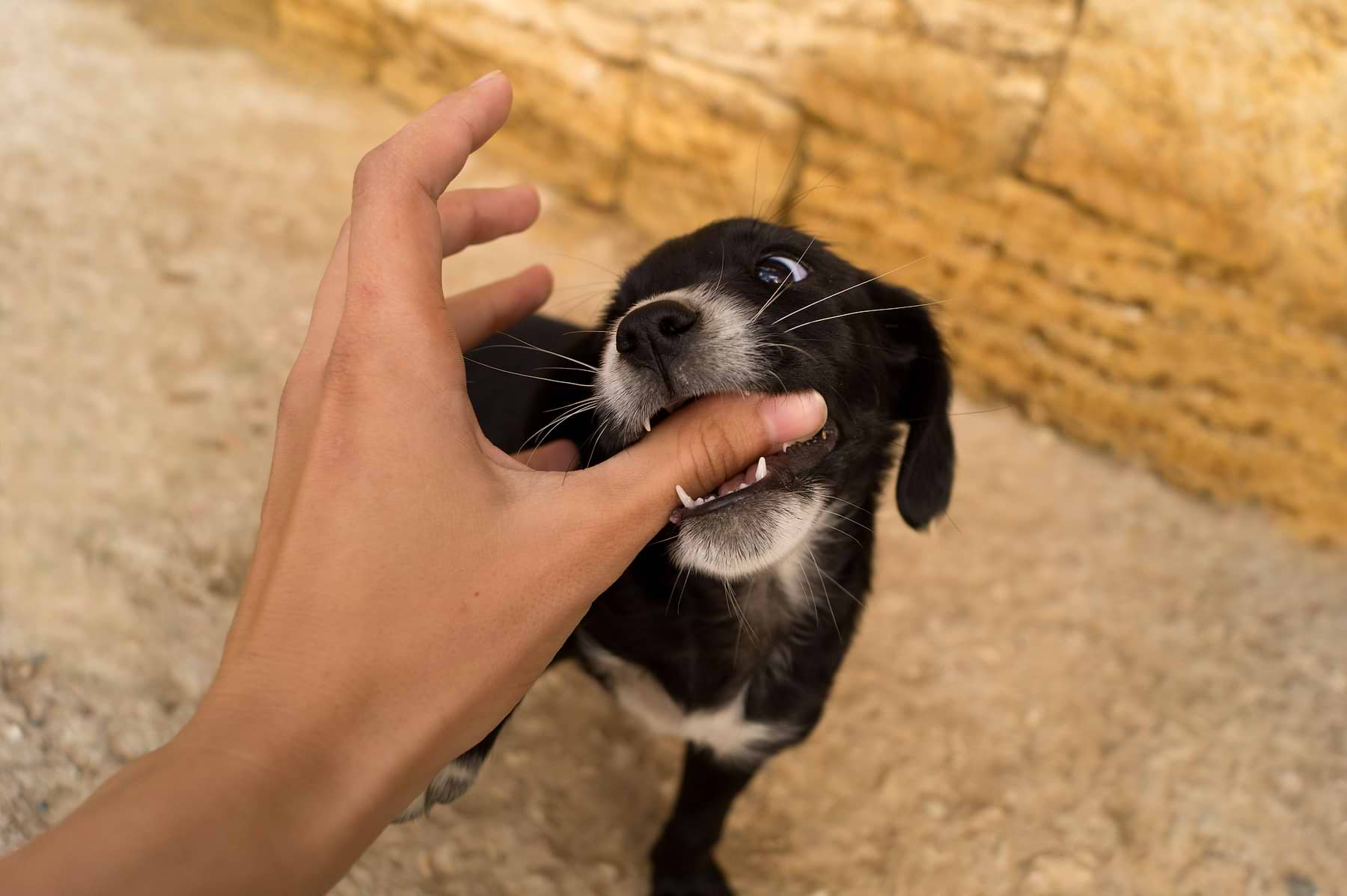  a small black and white dog biting a person's hand 