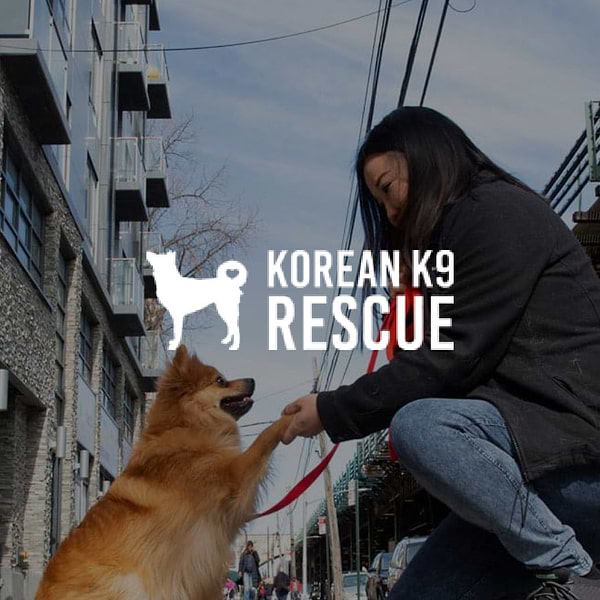 A girl holding a dog in the street with a white logo of a dog and a text Korean K9 rescue. 