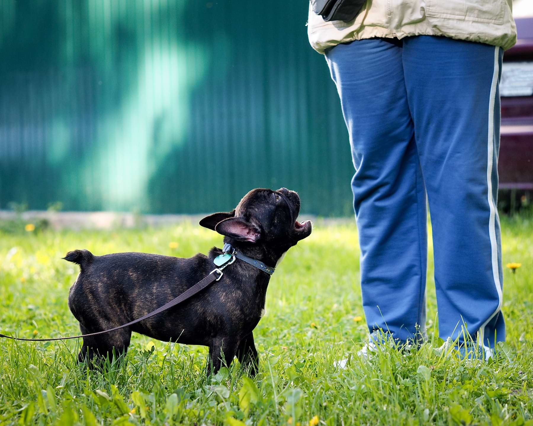  a small black dog standing on top of a lush green field 