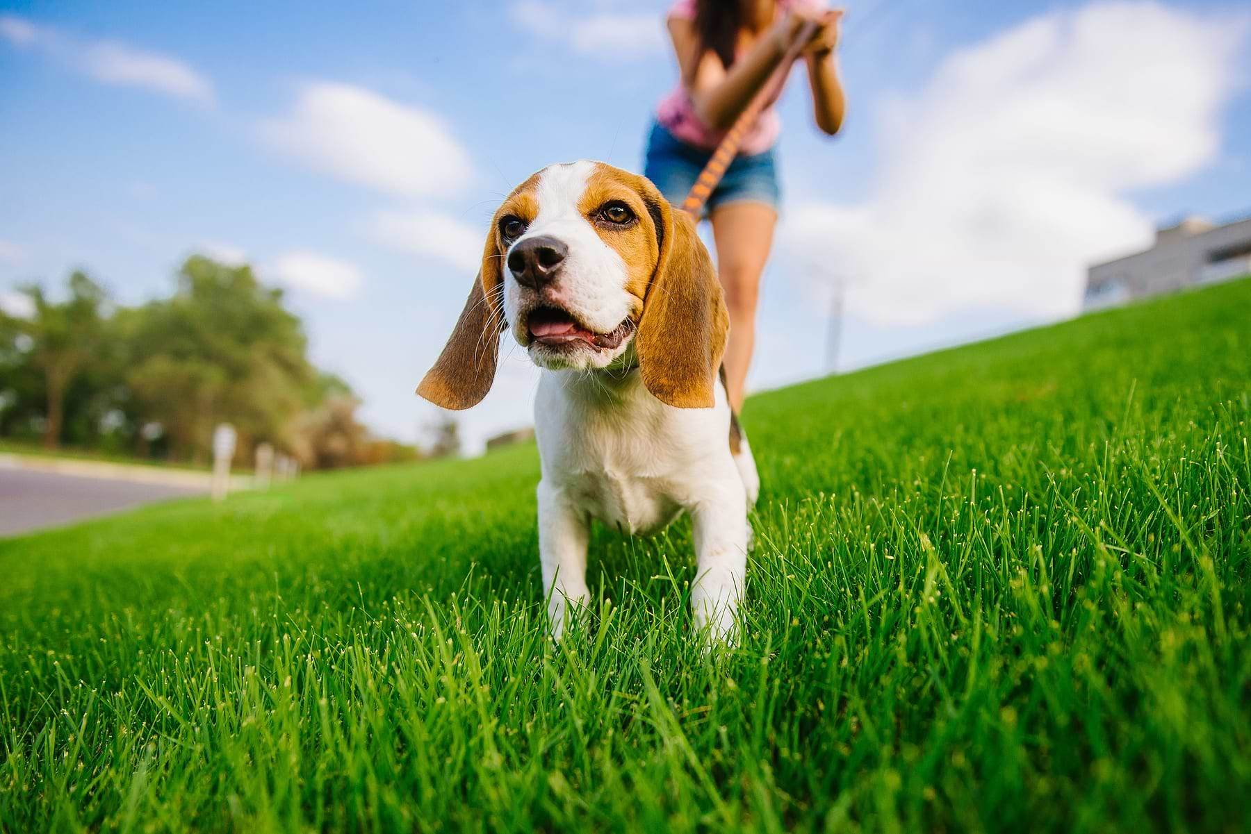  a woman walking a dog on a leash in the grass 