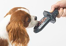 A brown and white dog is licking a Groov Training Aid