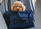 A dog sitting in a blue Passenger pet carrier bag in the back seat of a car