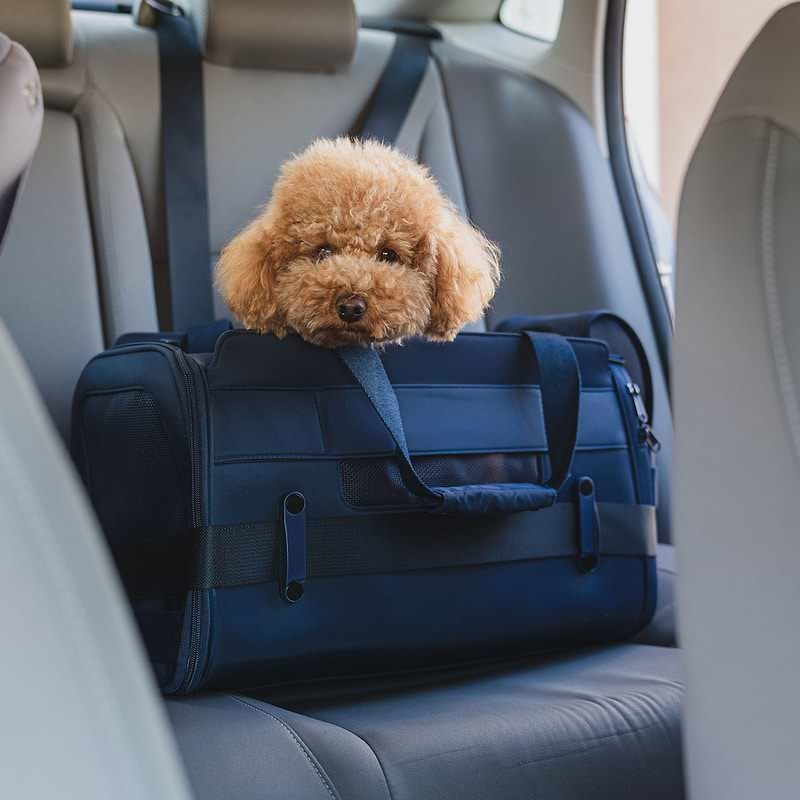 A dog sitting in a blue Passenger pet carrier bag in the back seat of a car