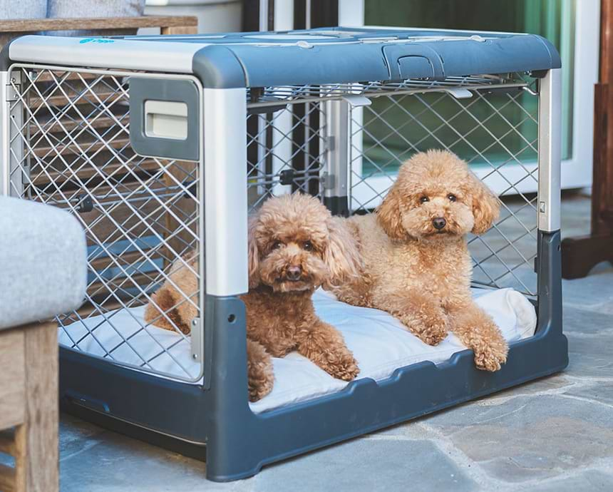 Image showcasing the collection Bundle: Two poodles are sitting in a Revol dog crate 