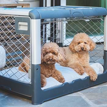 Two poodles are sitting in a Revol dog crate