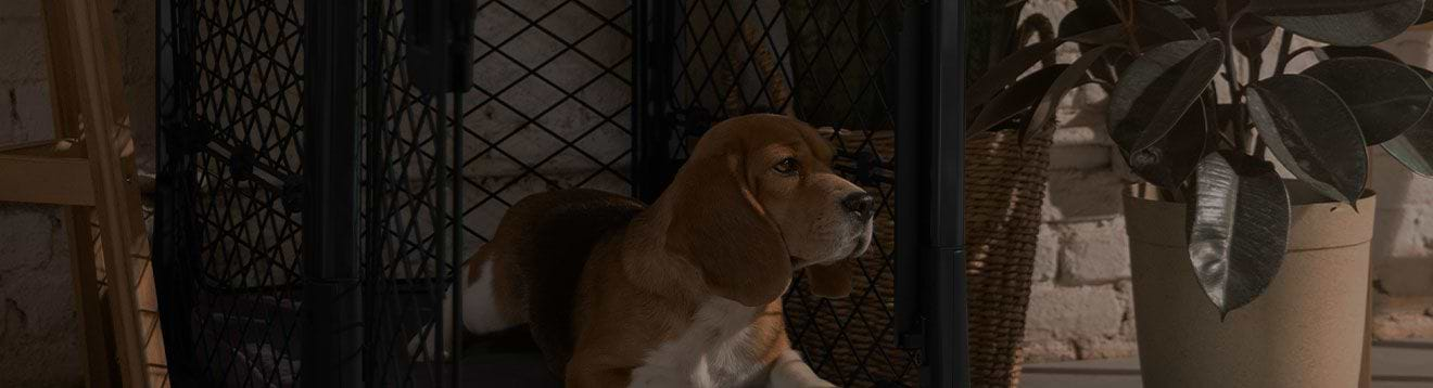  A brown and white dog in a black crate next to a tall plant 