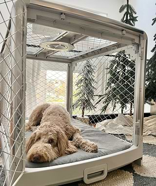  Poodle mix in a white Revol crate next to Christmas trees 