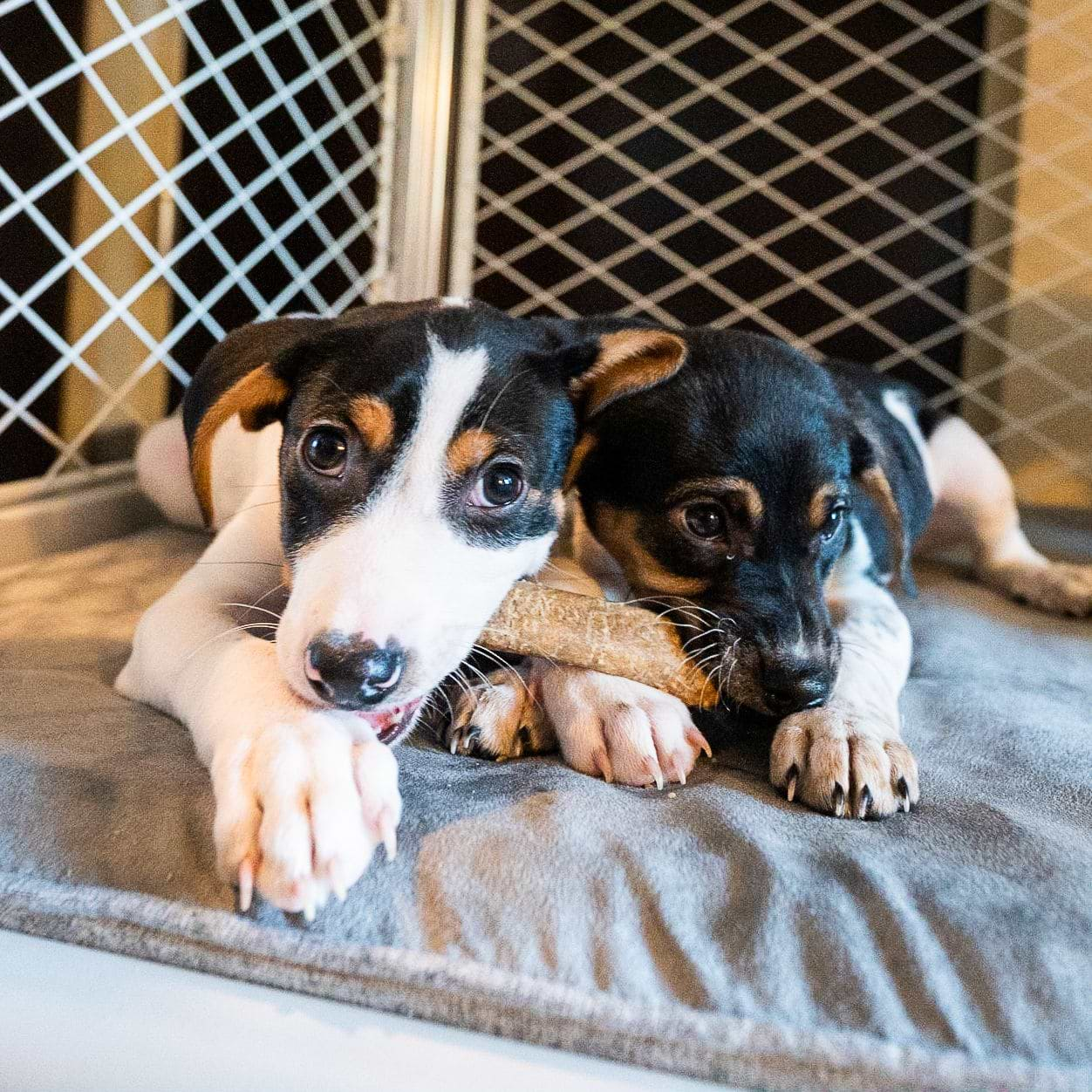  Two white, black, and brown puppies lying down on a grey Snooz pad inside of Ash (off white) Revol dog crate while biting on a dog treat.  