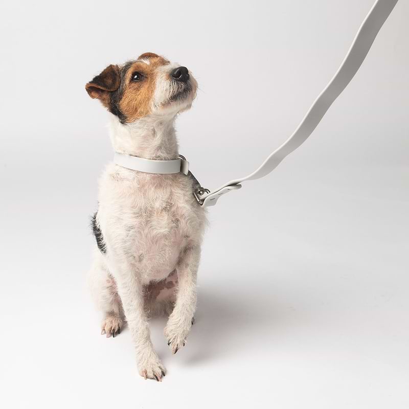 Dog harness with matching leash discount