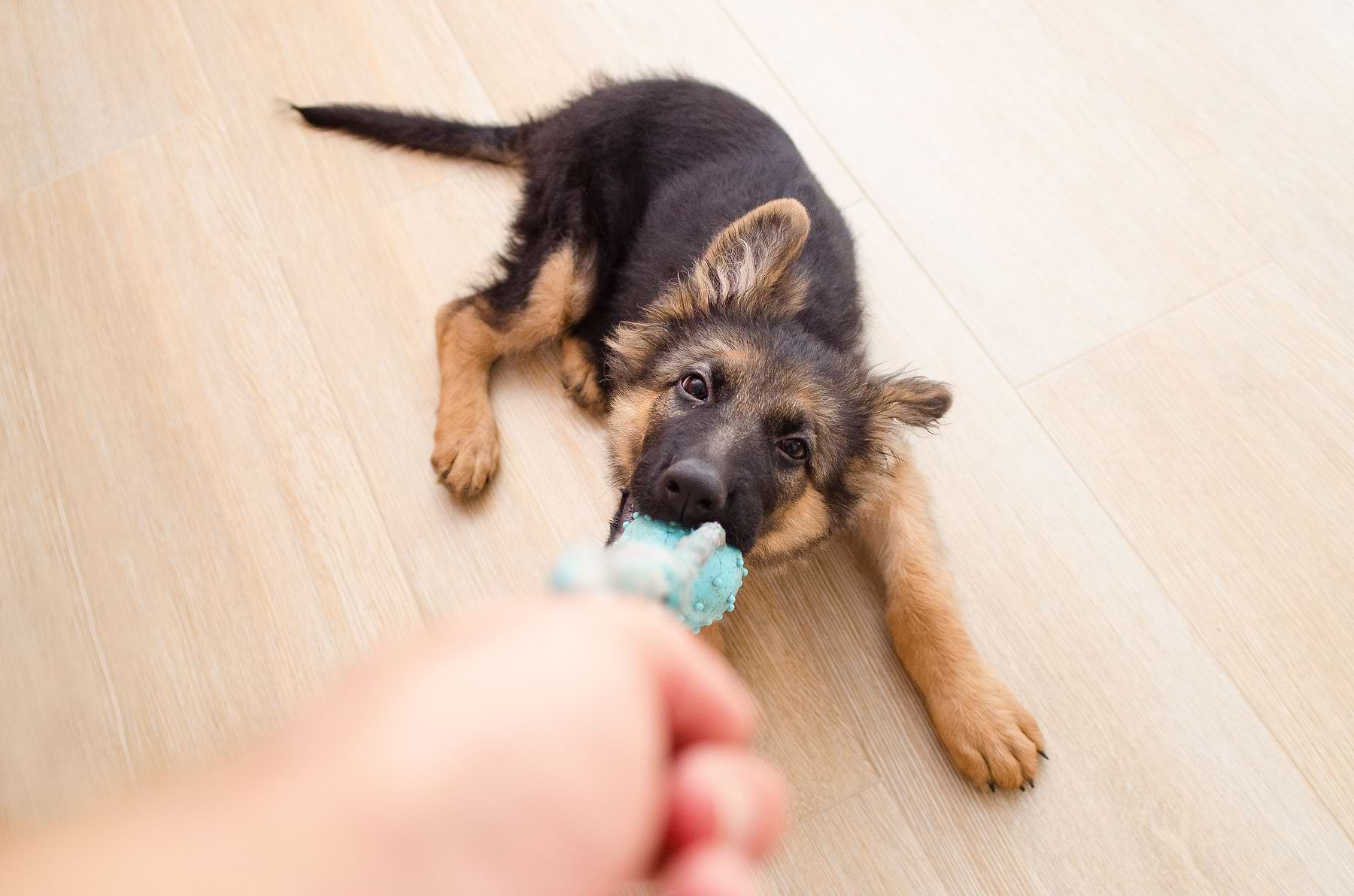  A dog on the floor pulling the toys in a leash from its owner. 