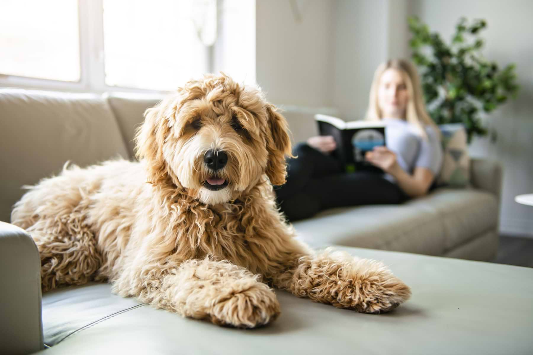  a dog laying on a couch next to a woman 