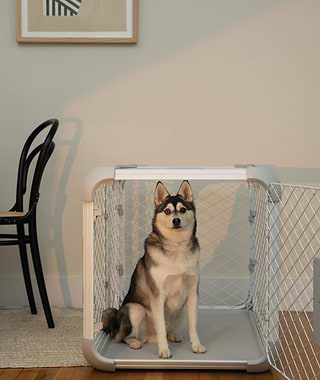 How to get dog to stop peeing in kennel sales