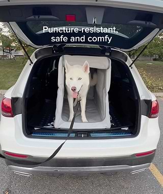  a white dog standing in an Enventur in the back of a white car 