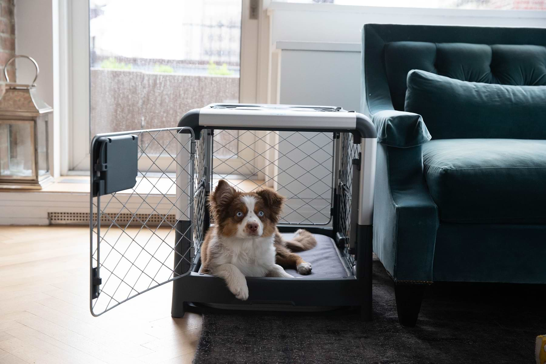 Puppy using bathroom in crate hotsell