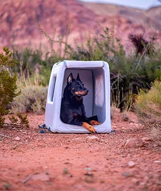 Dog in Enventur kennel in the desert