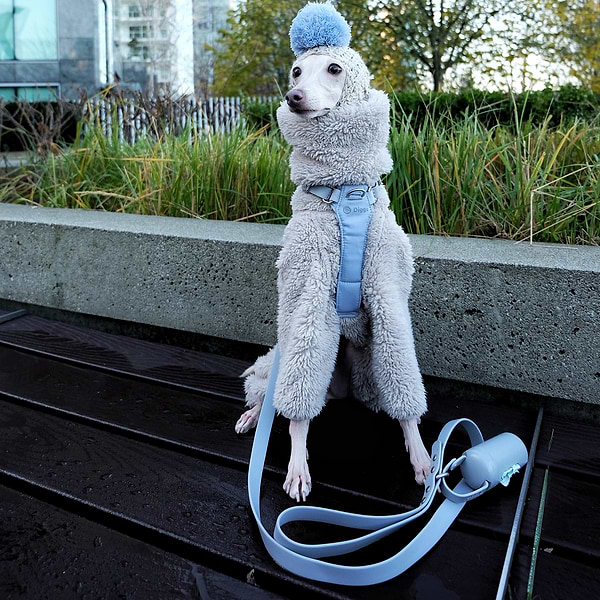 Italian Greyhound wearing Diggs Harness Walk Set outdoors