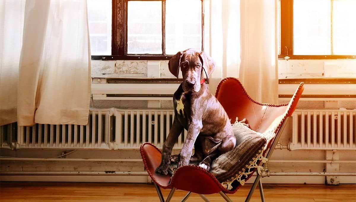 A photo of a huge dog sitting on the chair. 