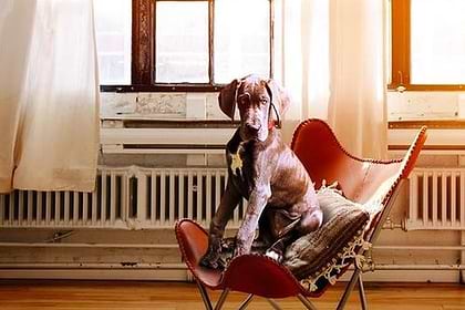 A photo of a huge dog sitting on the chair. 