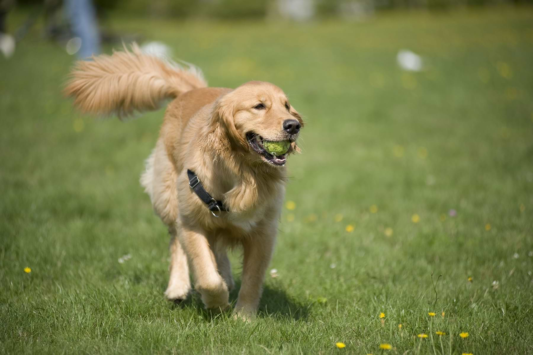  A dog is on the grass while a green ball is on its mouth. 