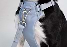 Harness Dog Medium Grey Front 2 