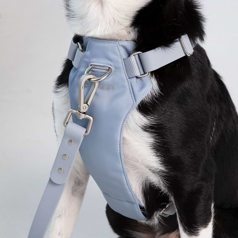 a close up of a dog's chest wearing a slate harness with a leash attached to the front clip