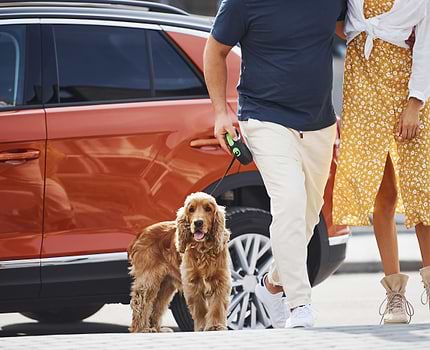  A couple walking together while the man holds a leash for his brown dog. 