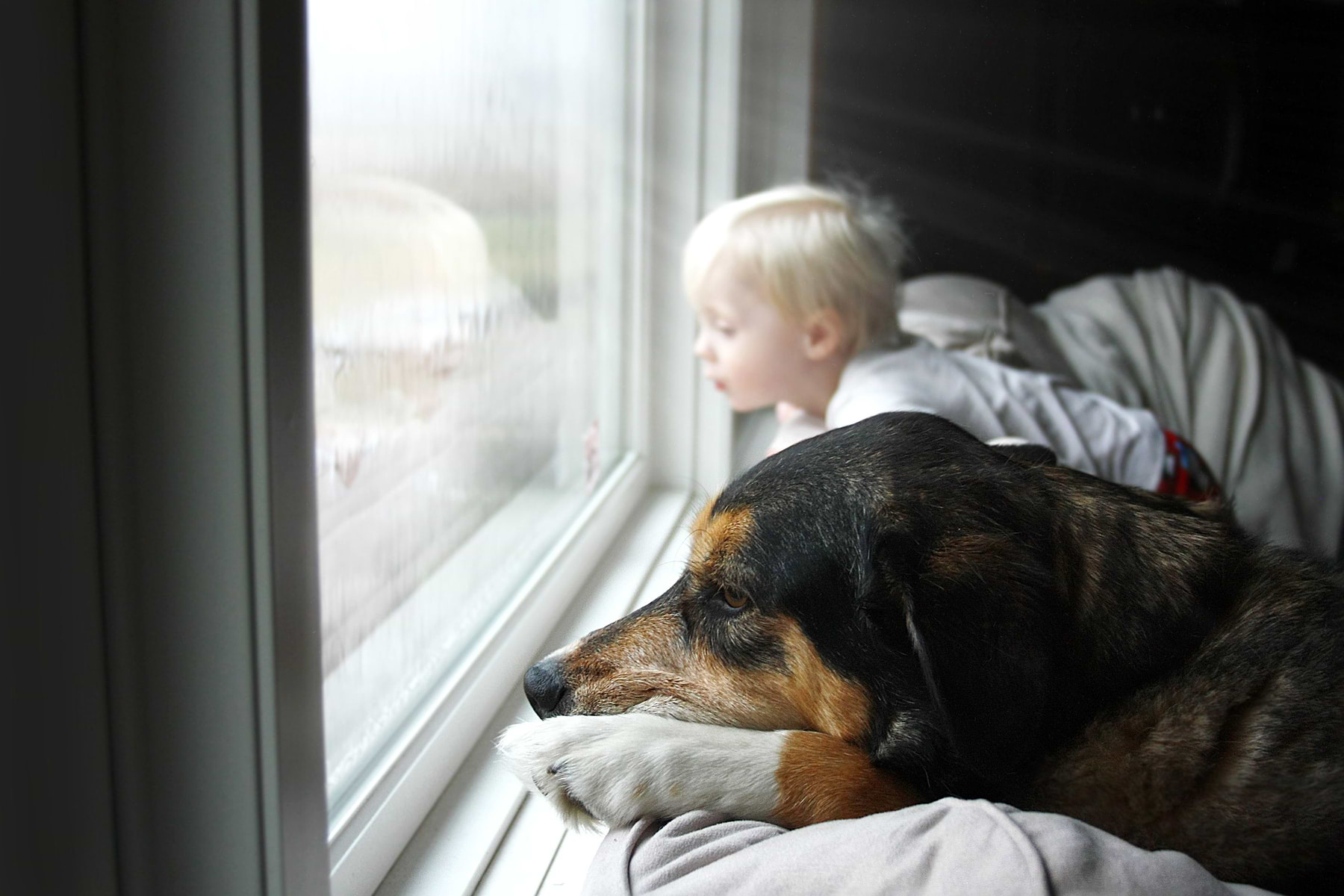  a small child and a dog looking out a window 