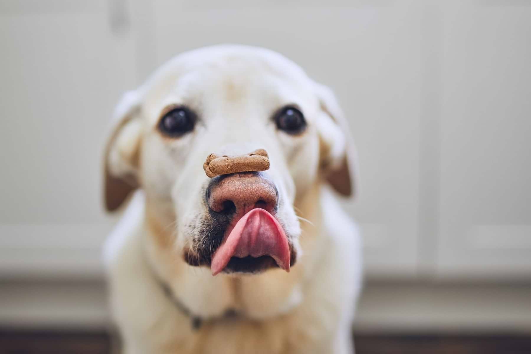  a close up of a dog with a piece of food on its nose 