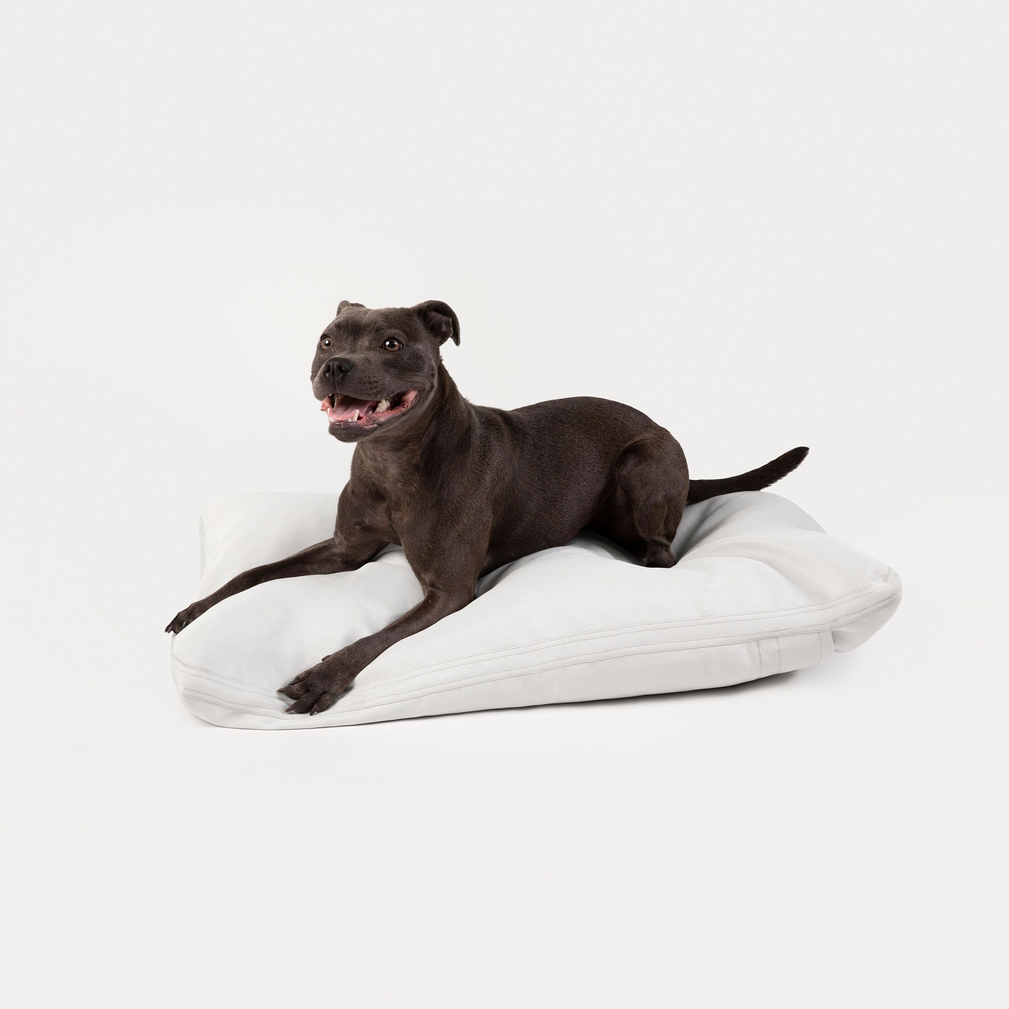 A dark brown dog lying on the ash Pillo.