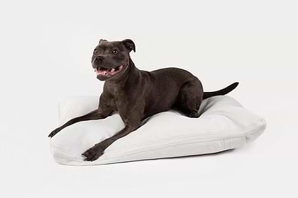 A dark brown dog lying on the ash Pillo.
