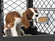  A puppy enjoying the treat spread on the Groov attached to the Mesh inside the Revol Crate. 