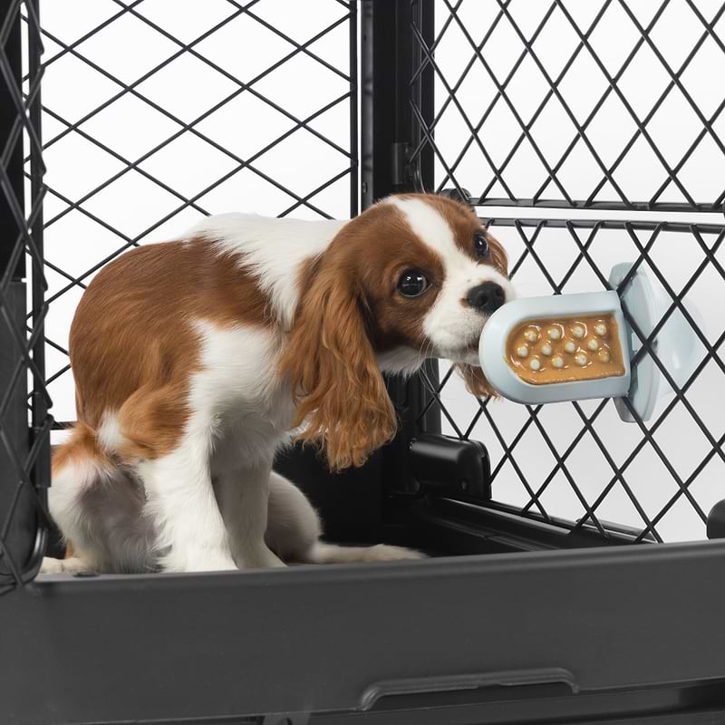 Dog crate for cavalier king charles spaniel deals