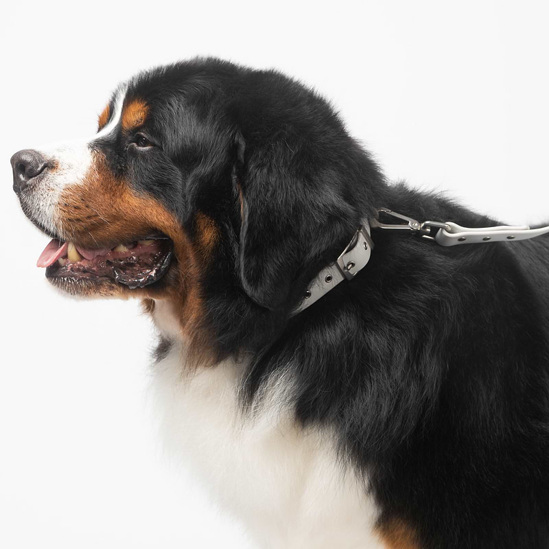 Dog leash 2025 for arthritic hands