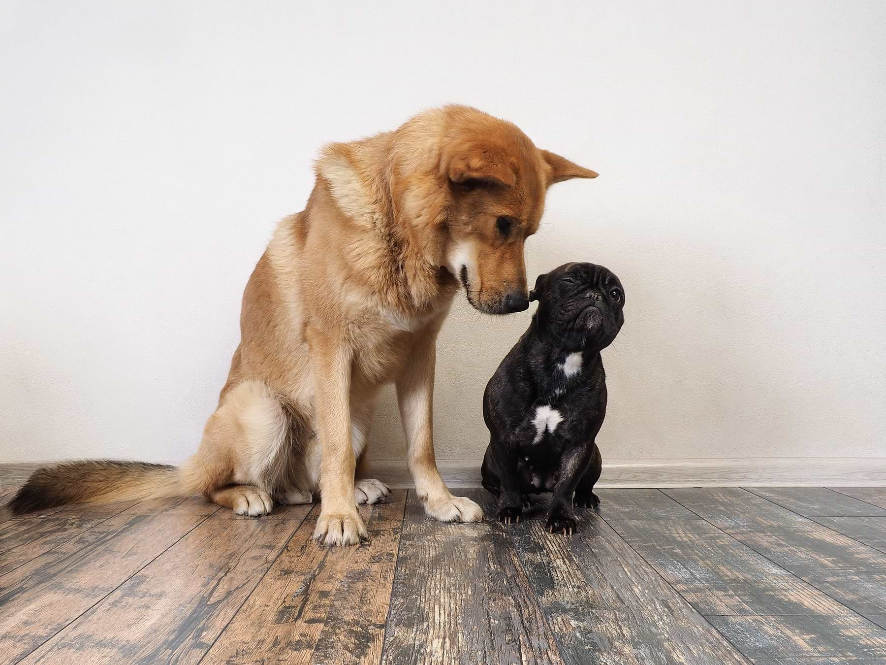  a dog and a puppy are sitting on the floor 