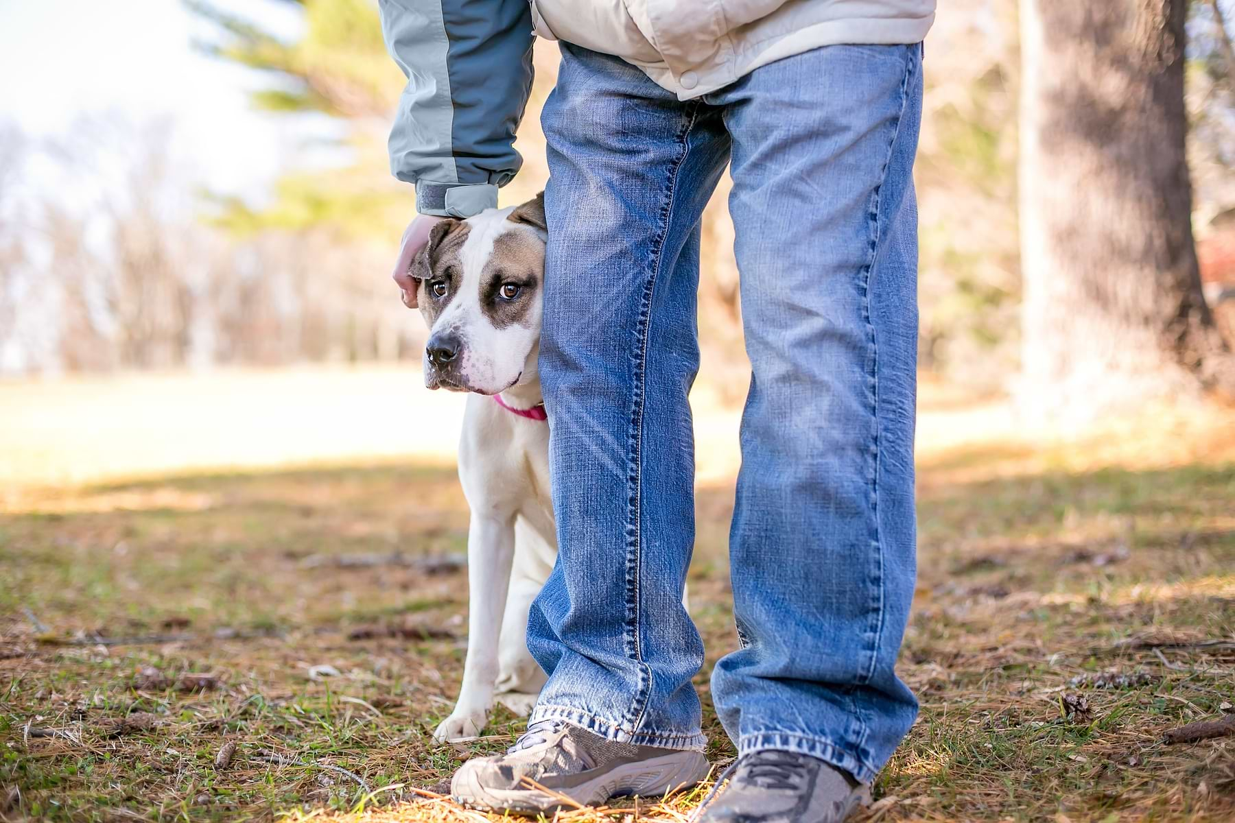  A dog peeking from his owner's right leg. 