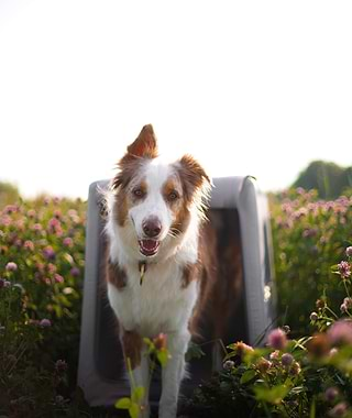  Dog in Enventur kennel in the middle of a floral field 