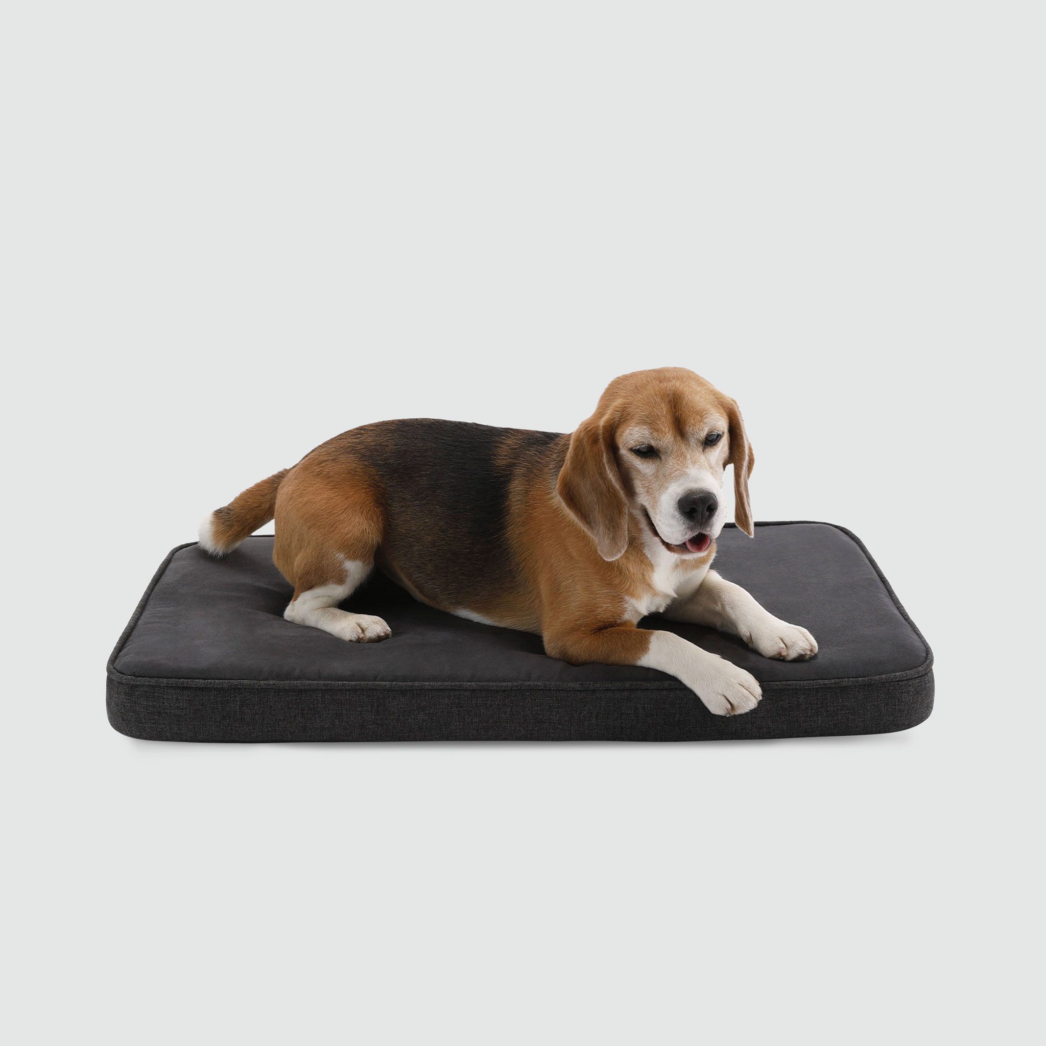 A beagle dog laying on a dog bed