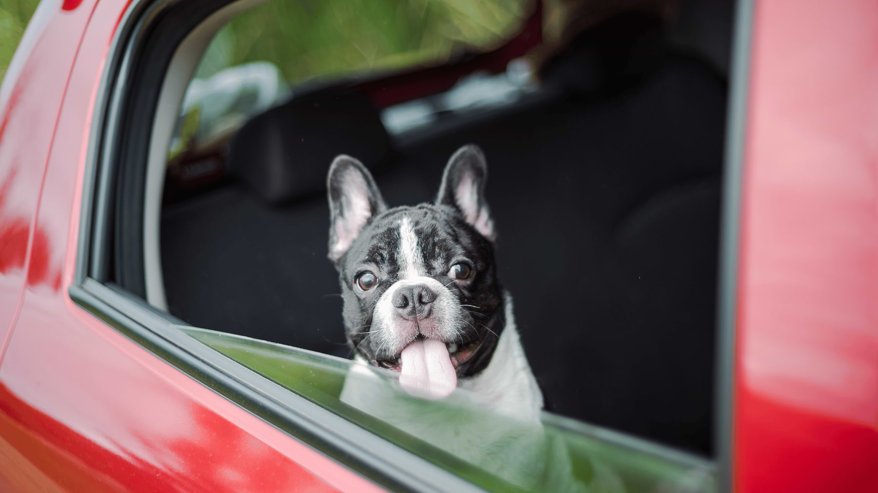  a dog sticking its head out of a car window 